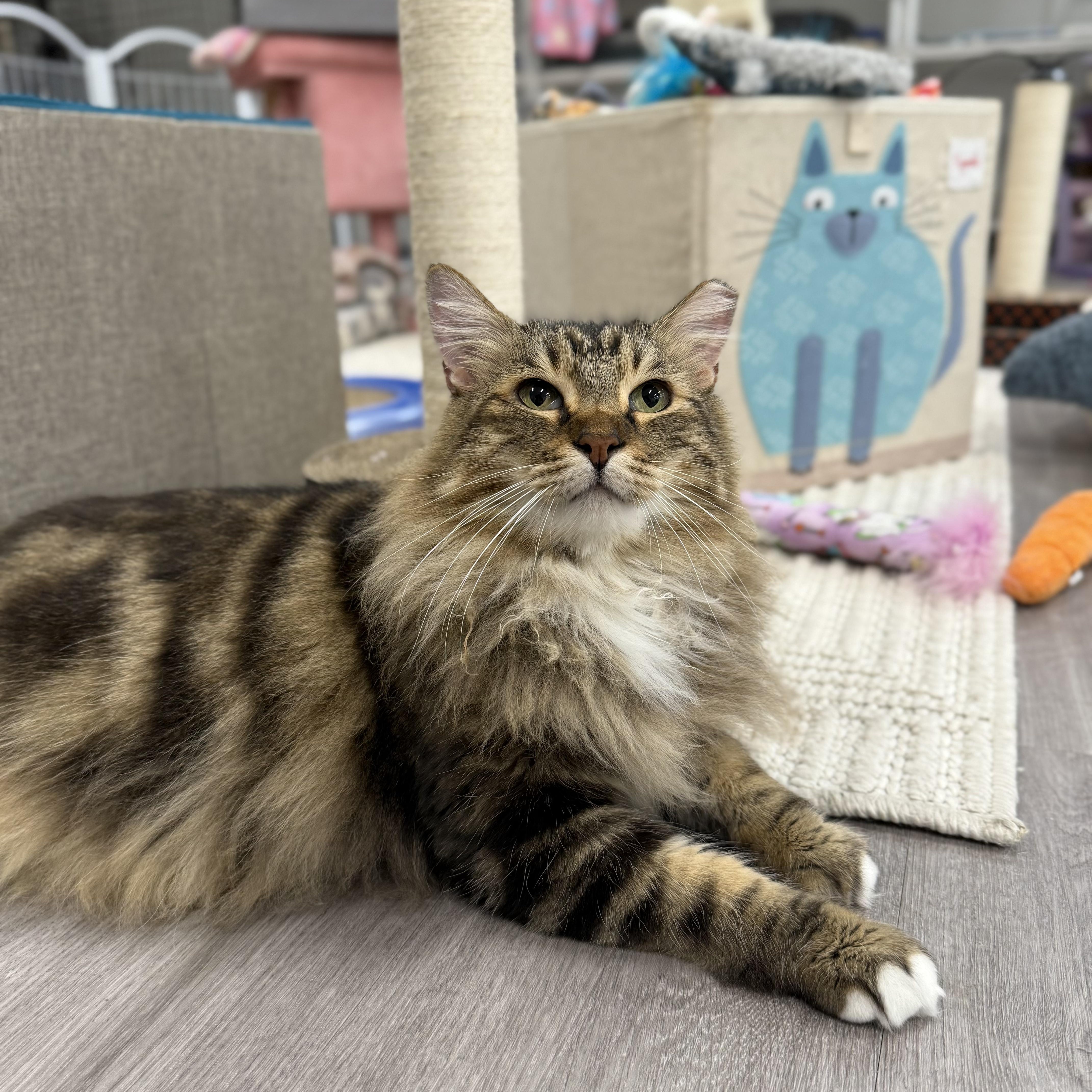 Chili, a Adoptable Domestic Long Hair in Walnut Creek, CA image 1/6