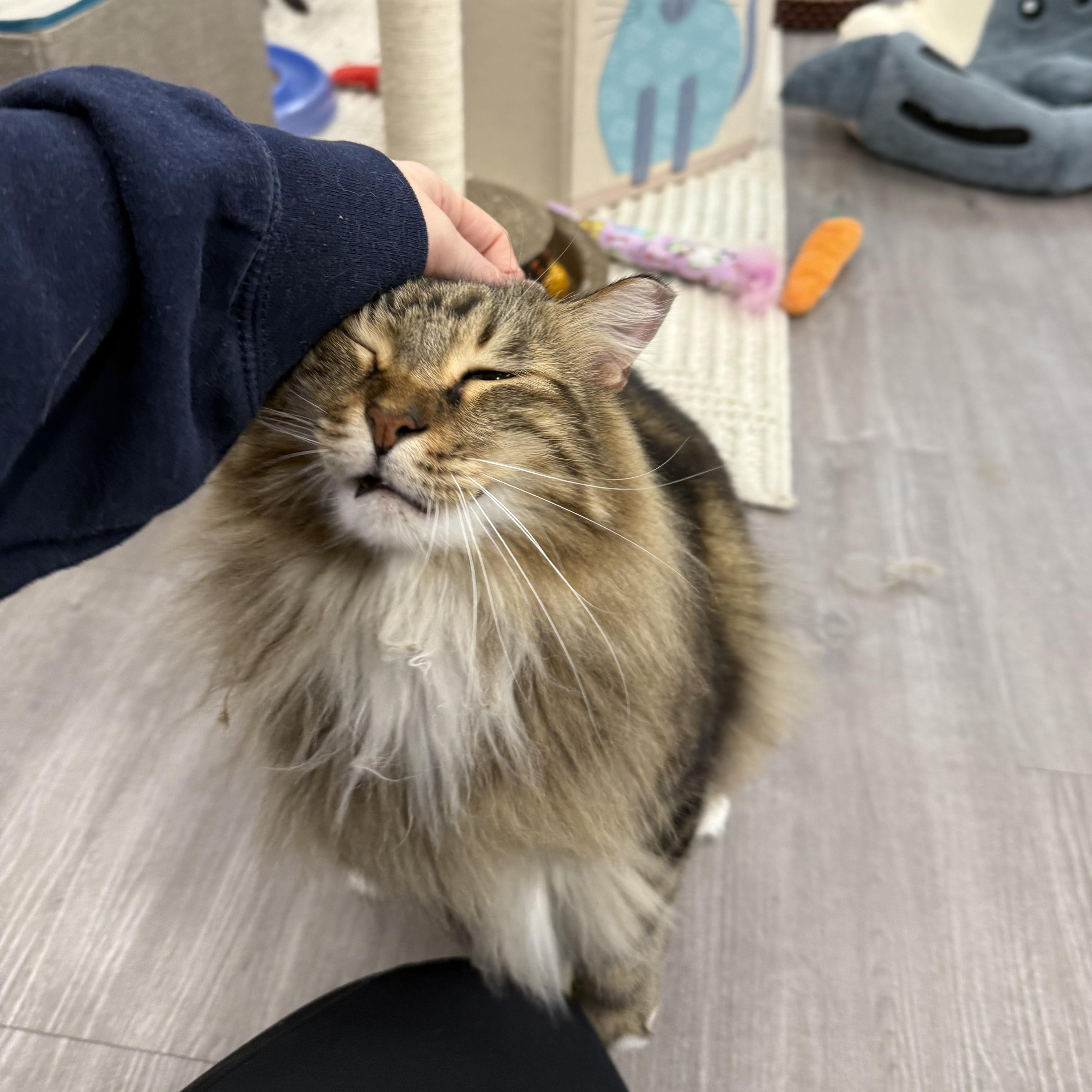 Chili, a Adoptable Domestic Long Hair in Walnut Creek, CA image 3/6