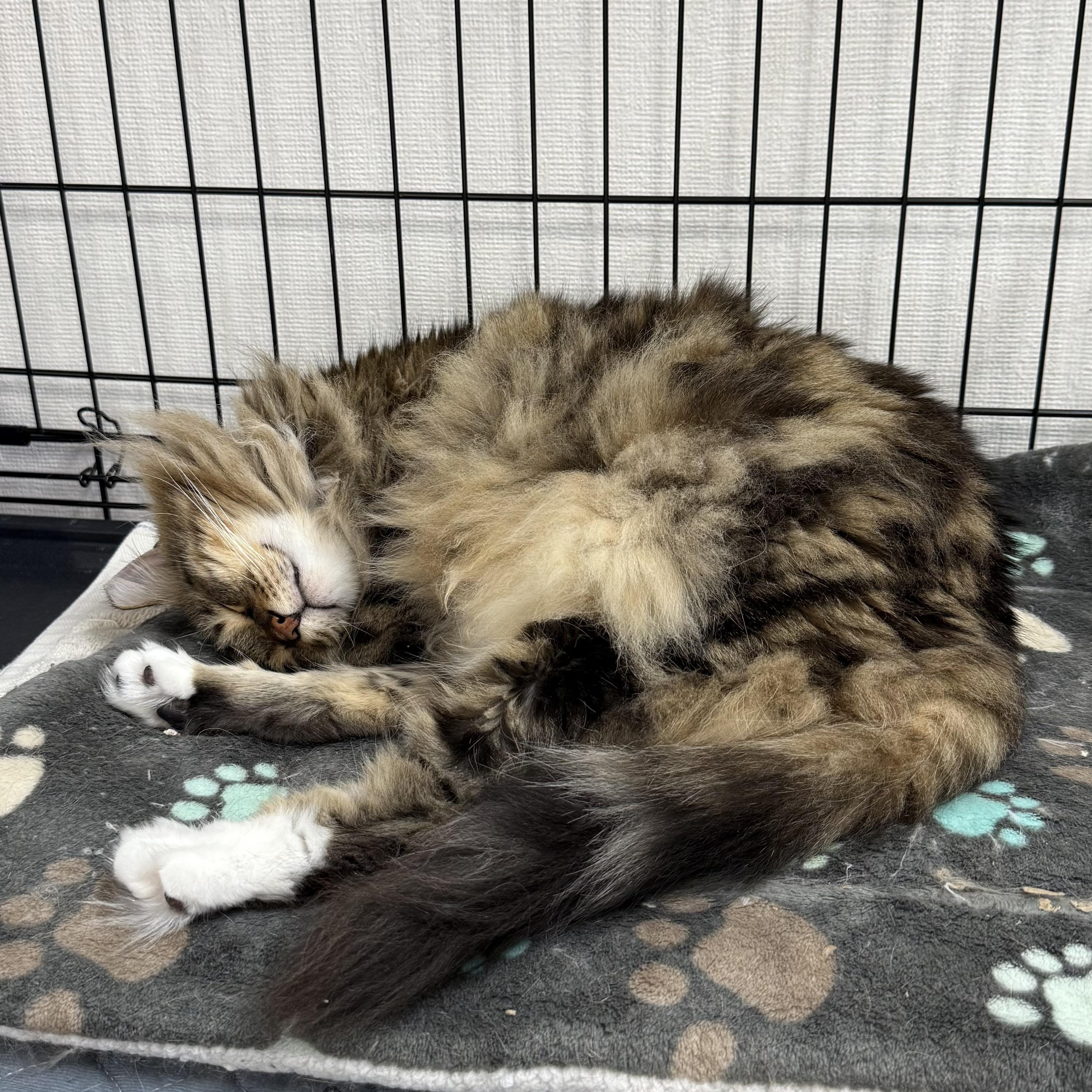 Chili, a Adoptable Domestic Long Hair in Walnut Creek, CA image 2/6
