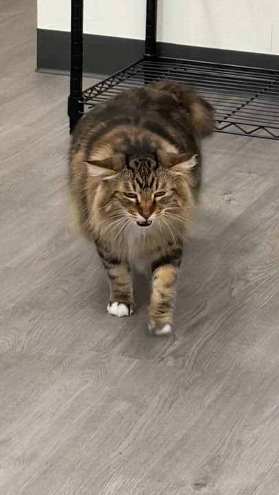 Enlarge Chili, a Adoptable Domestic Long Hair in Walnut Creek, CA video 6/6