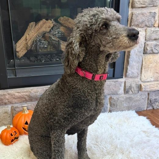 Enlarge Elvira, a Adoptable mixed breed in Delaware, OH image 2/6