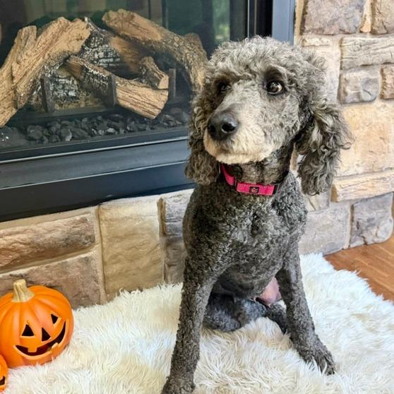 Enlarge Elvira, a Adoptable mixed breed in Delaware, OH image 5/6