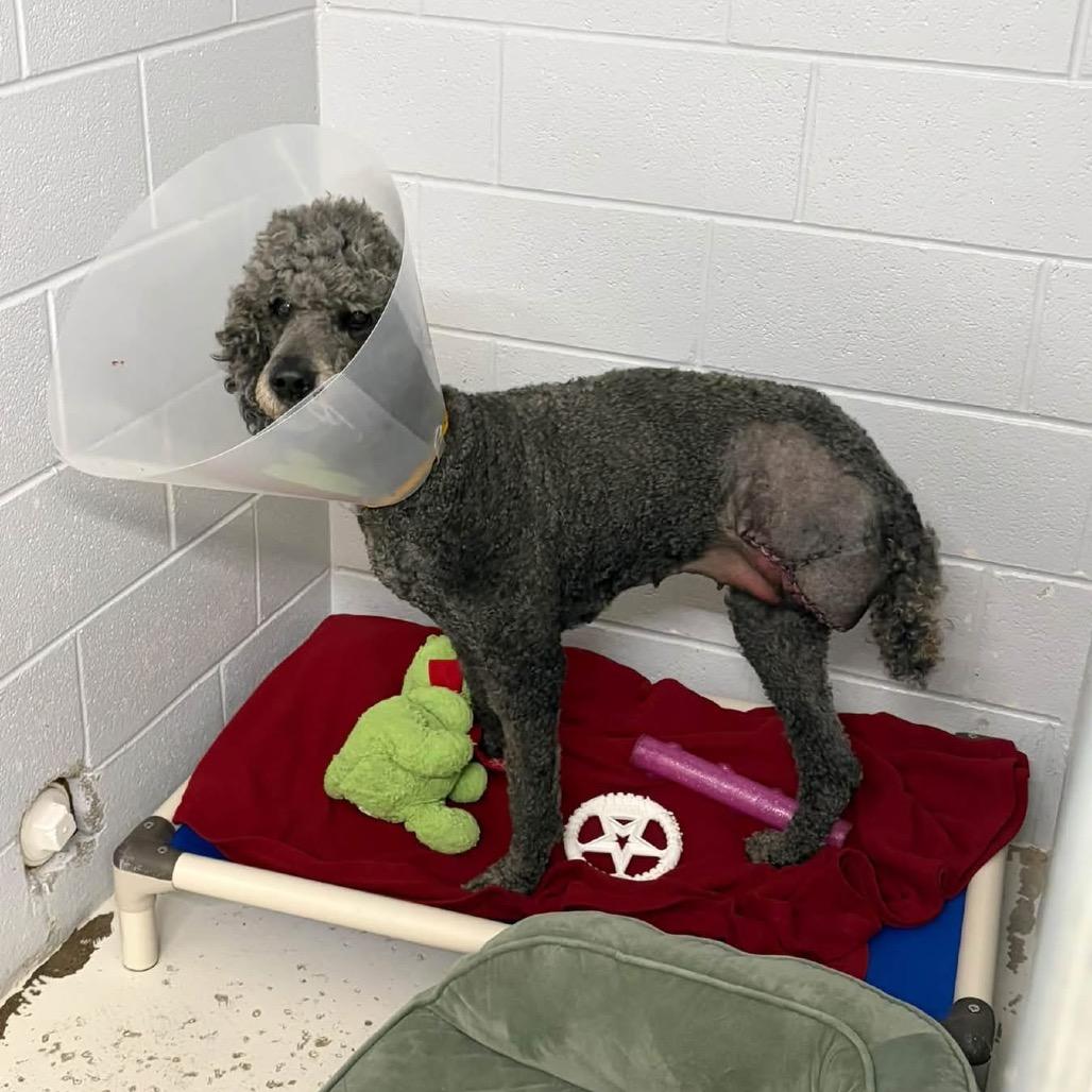 Enlarge Elvira, a Adoptable mixed breed in Delaware, OH image 6/6