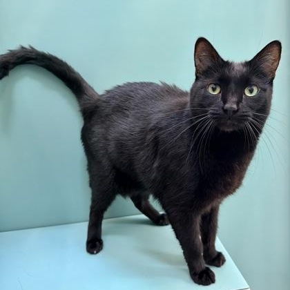 Bat (and Clara), ADOPTABLE, Senior Male Domestic Short Hair.