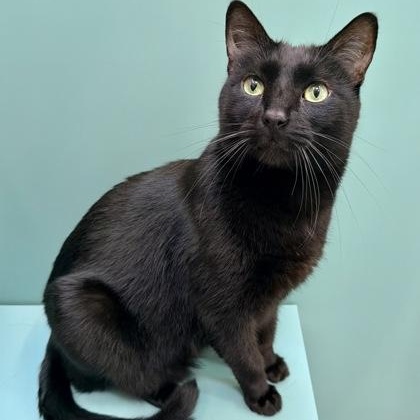 Bat (and Clara), a ADOPTABLE Domestic Short Hair in Santa Cruz, CA image 2/3