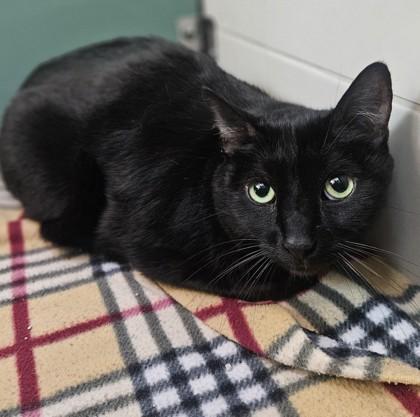Bat (and Clara), a ADOPTABLE Domestic Short Hair in Santa Cruz, CA image 3/3