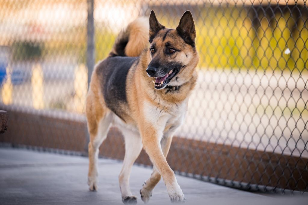 Enlarge Elvis (Damen), a Adoptable German Shepherd Dog in Twentynine Palms, CA image 1/5