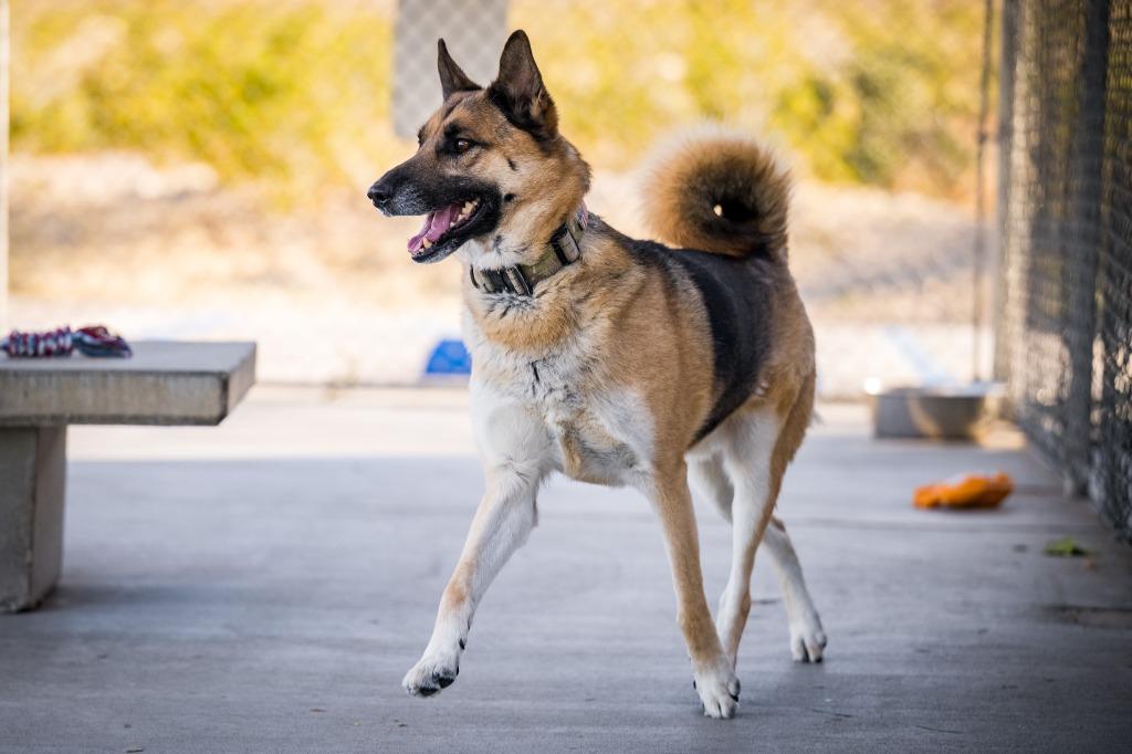 Enlarge Elvis (Damen), a Adoptable German Shepherd Dog in Twentynine Palms, CA image 2/5