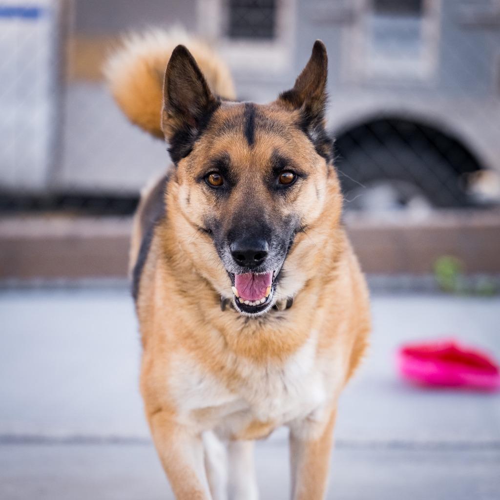 Enlarge Elvis (Damen), a Adoptable German Shepherd Dog in Twentynine Palms, CA image 3/5
