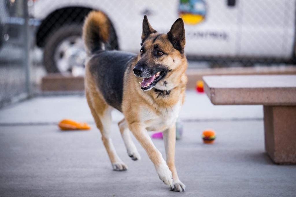 Enlarge Elvis (Damen), a Adoptable German Shepherd Dog in Twentynine Palms, CA image 4/5