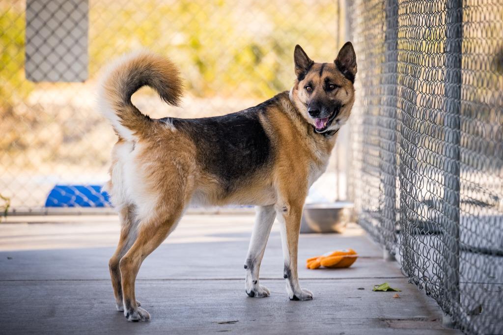 Enlarge Elvis (Damen), a Adoptable German Shepherd Dog in Twentynine Palms, CA image 5/5