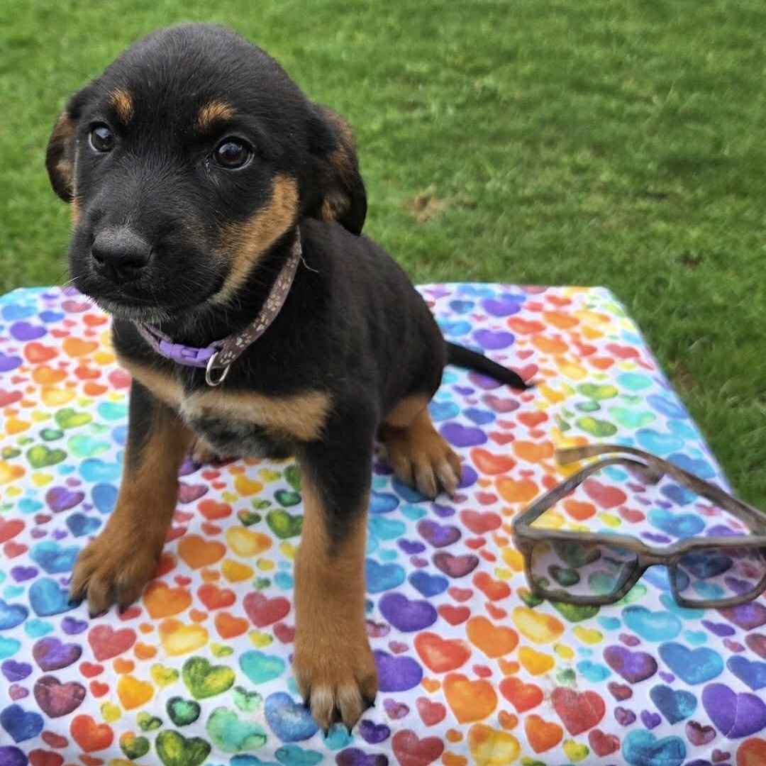 Enlarge Lava, an adopted mixed breed in McHenry, IL image 2/2