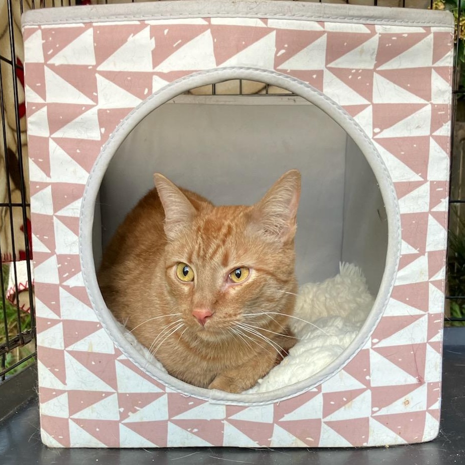 Enlarge Charlie, a ADOPTABLE Domestic Short Hair in Oakland, CA image 2/3