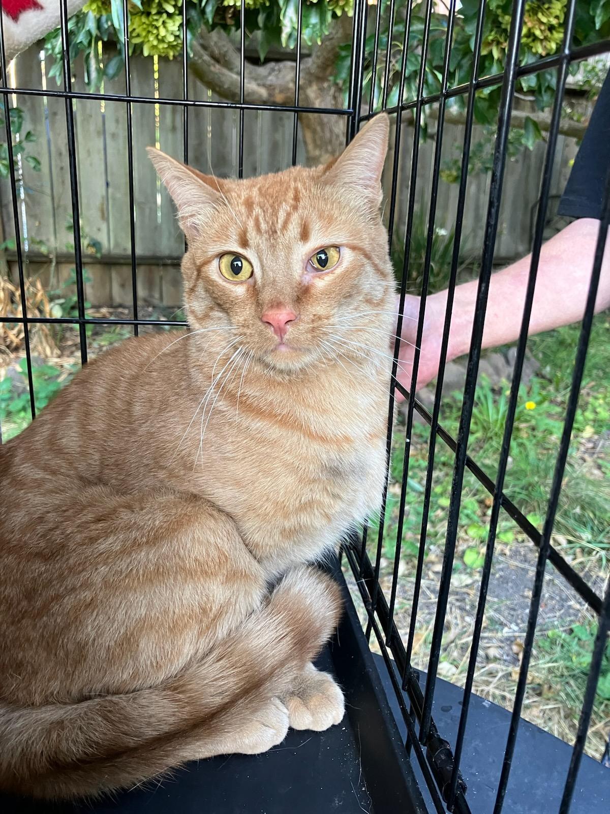 Charlie, ADOPTABLE, Young Male Domestic Short Hair.