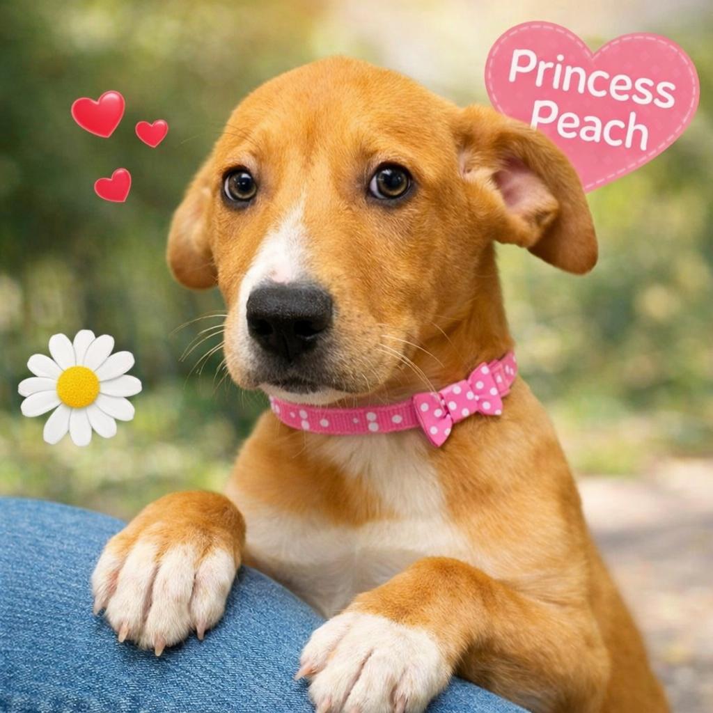 Enlarge PRINCESS PEACH, an adopted mixed breed in Cranston, RI image 1/1