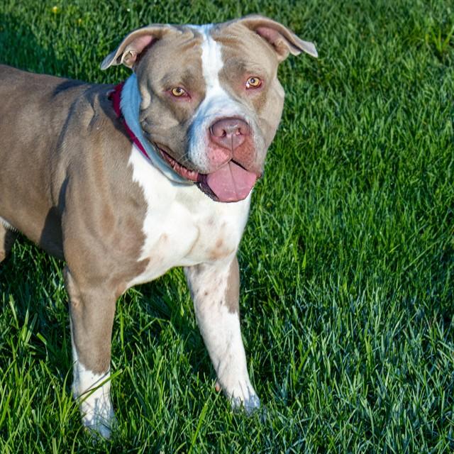 GRAVY, Adoptable, Adult Male Pit Bull Terrier.