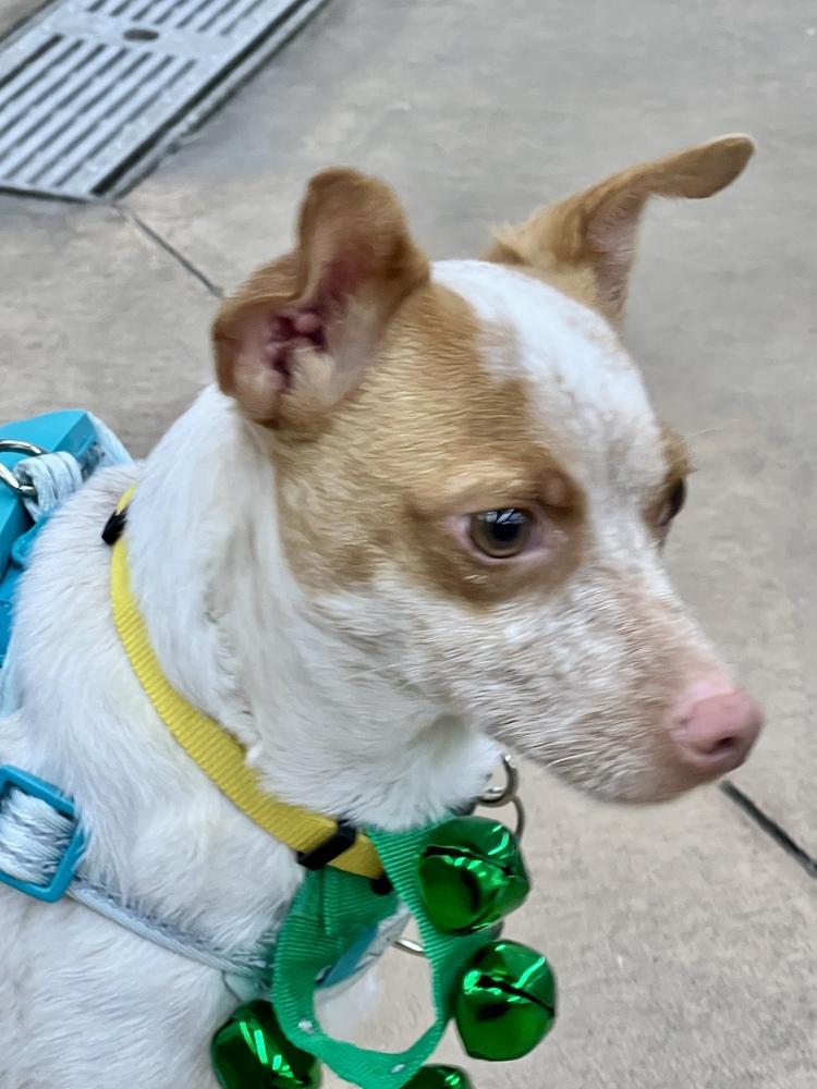 THOR, Adoptable, Adult Male Chihuahua.