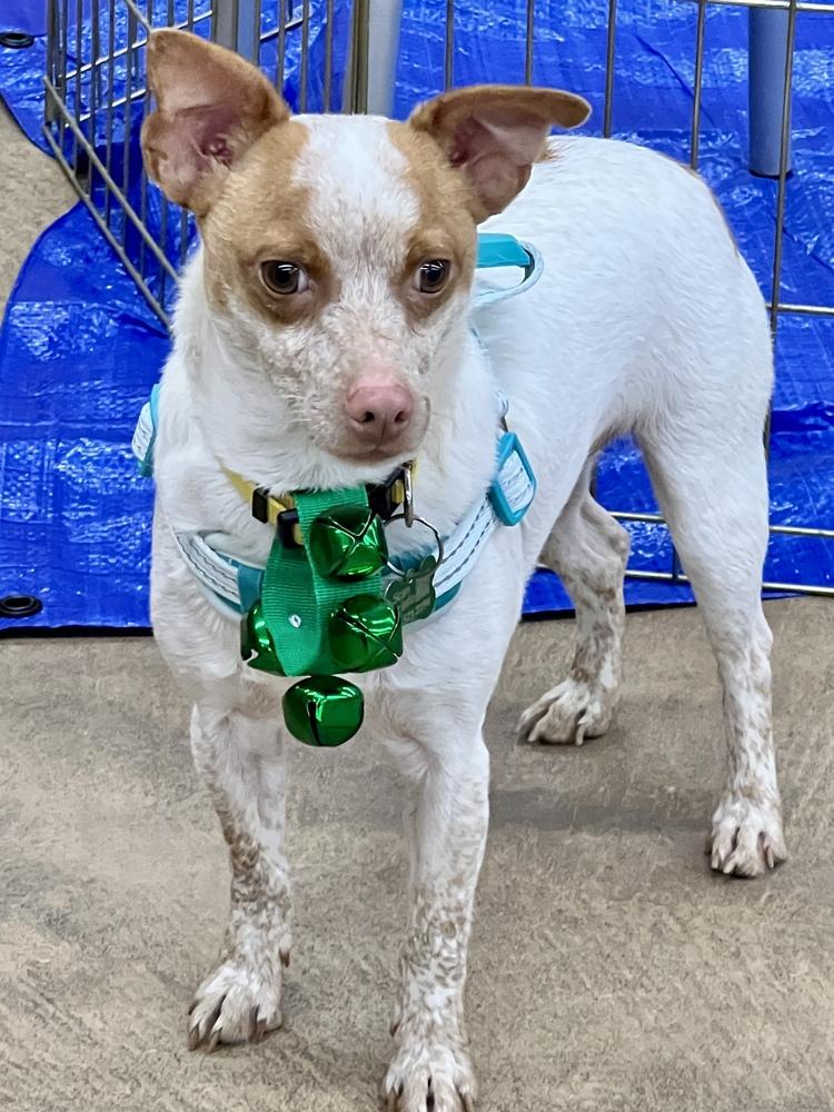 THOR, a Adoptable mixed breed in Broomfield, CO image 2/6