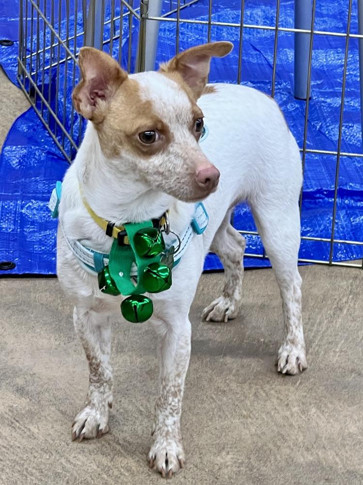 THOR, a Adoptable mixed breed in Broomfield, CO image 4/6