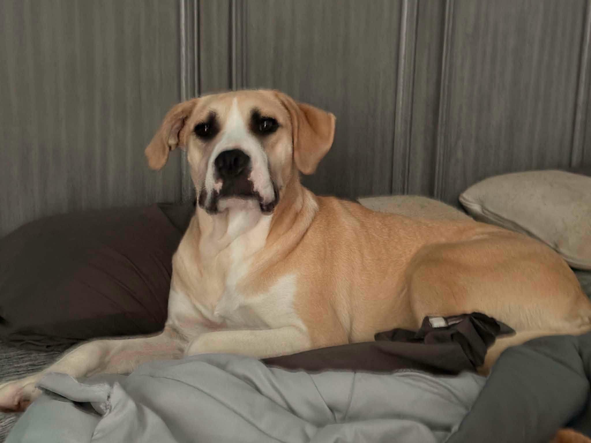 Enlarge Troubadour "Tru", a Adoptable mixed breed in Alexander, AR image 5/5