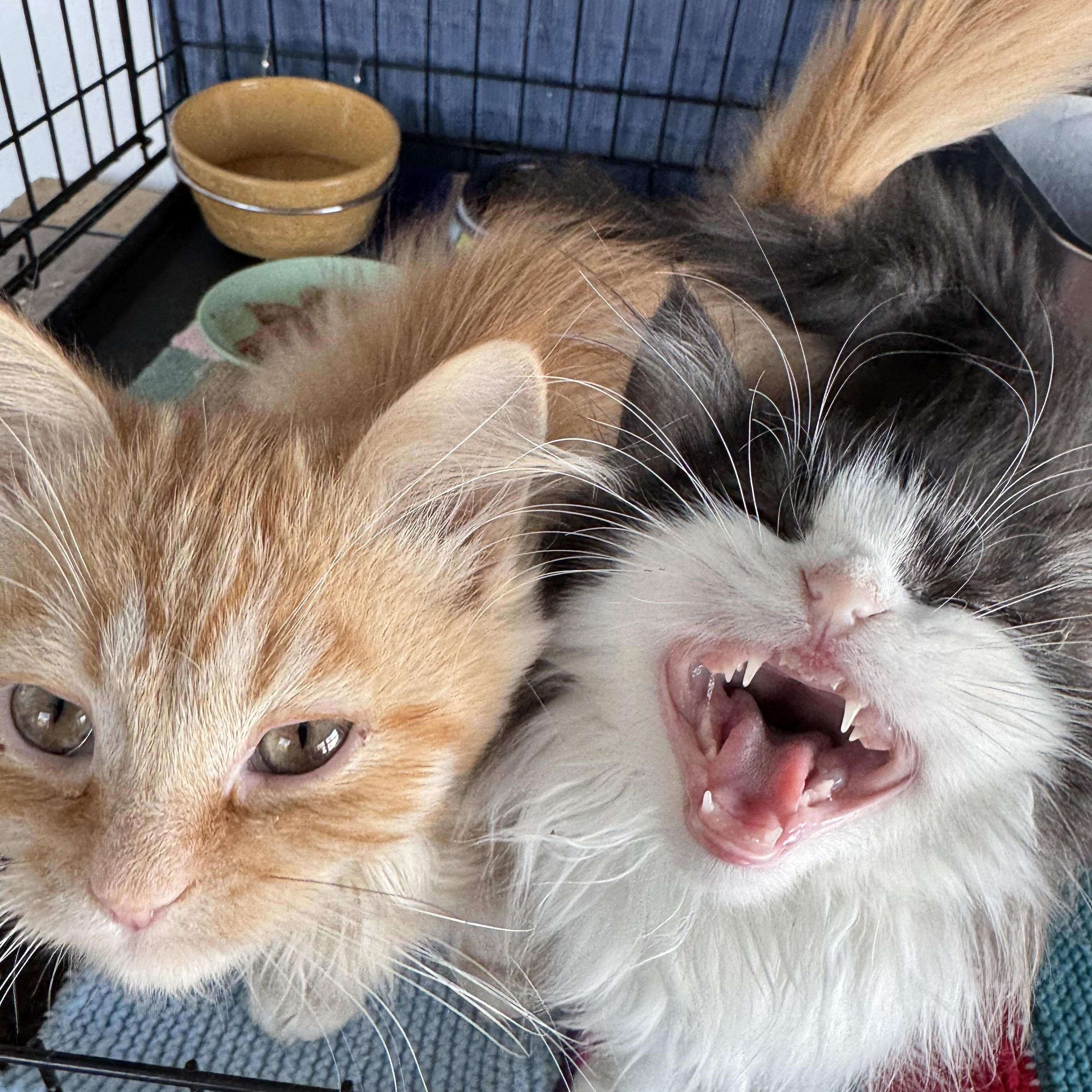 Enlarge Pandar, an adopted mixed breed in Brampton, ON image 4/6