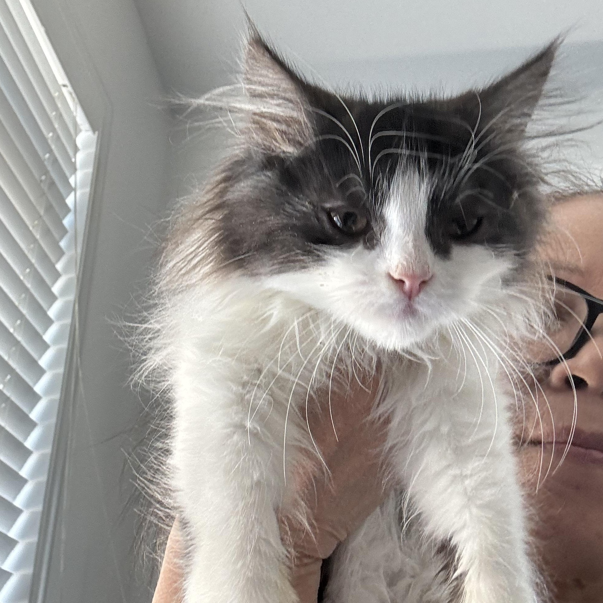 Enlarge Pandar, an adopted mixed breed in Brampton, ON image 6/6