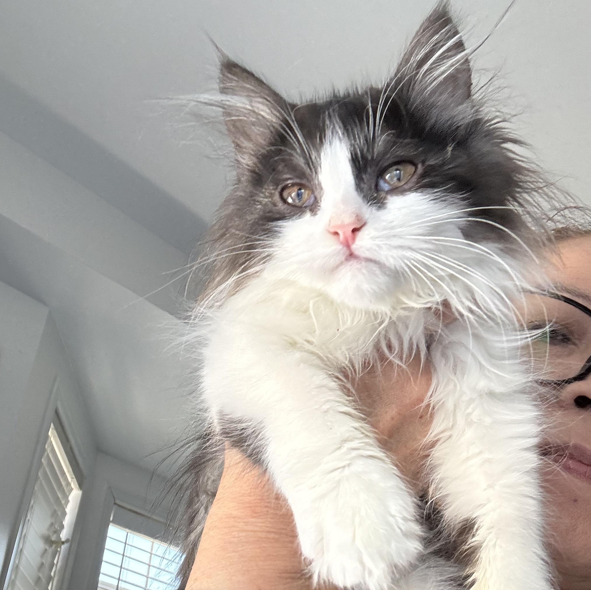 Pandar, adopted, Kitten Male Maine Coon & Siberian.