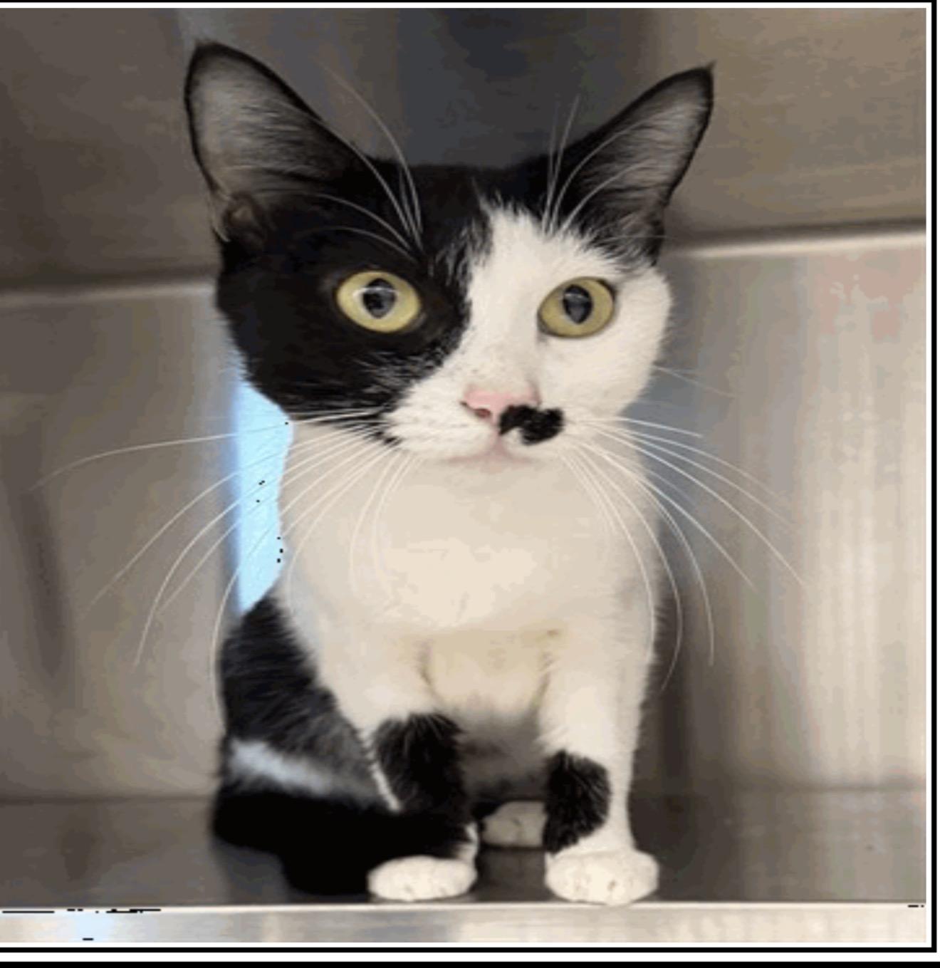 Cindy Clawford, Adoptable, Kitten Male Domestic Short Hair.