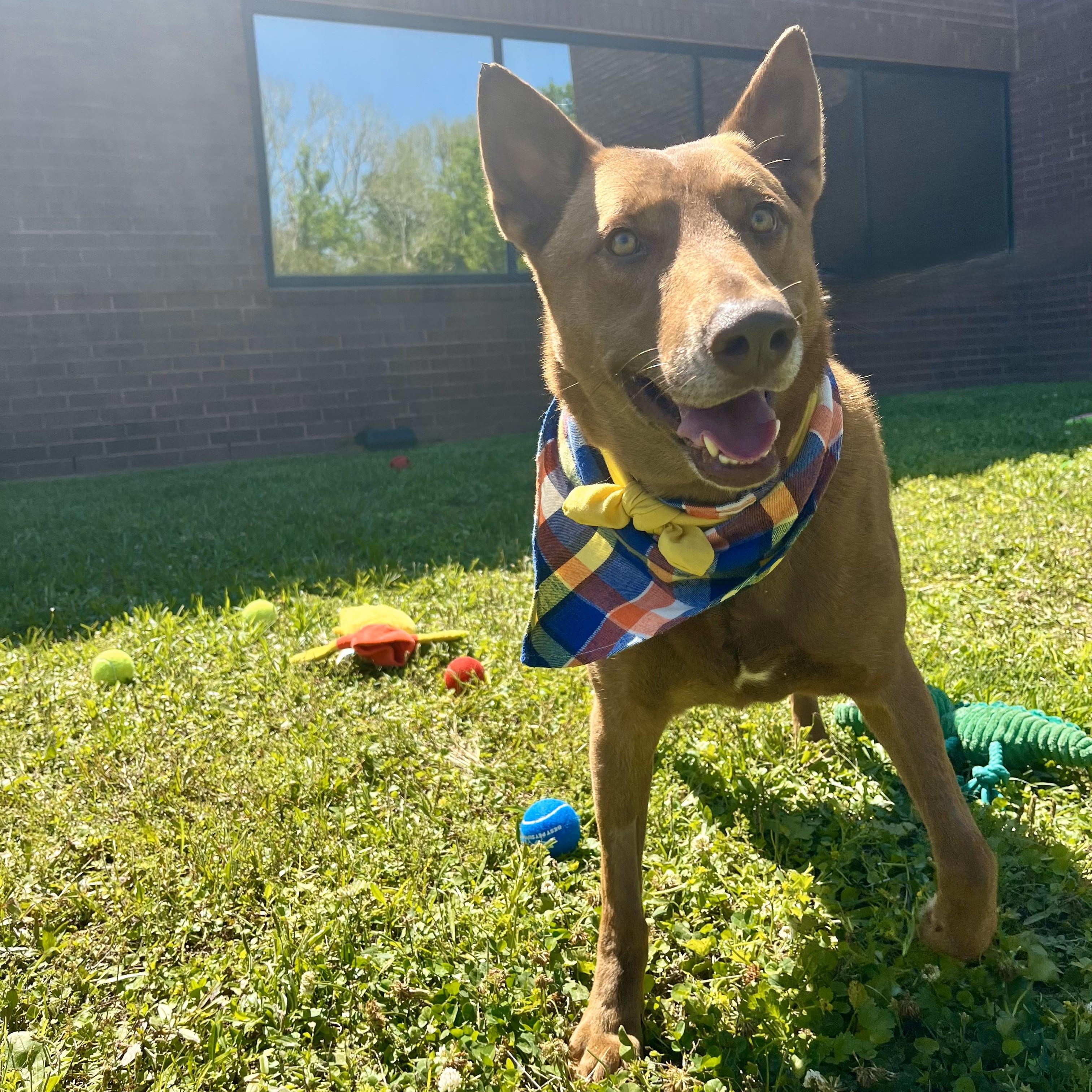 Fernando, Adult Male Chocolate Labrador Retriever