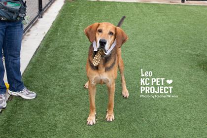 Enlarge Leo, a Adoptable mixed breed in Kansas City, MO image 1/3