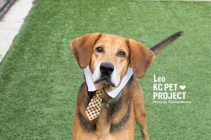 Enlarge Leo, a Adoptable mixed breed in Kansas City, MO image 2/3