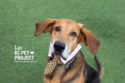 Enlarge Leo, a Adoptable mixed breed in Kansas City, MO image 3/3