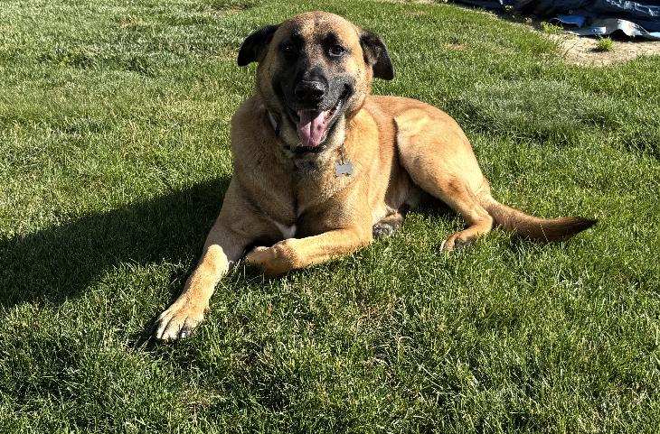 Norris-Adopted, adopted, Adult Male German Shepherd Dog.
