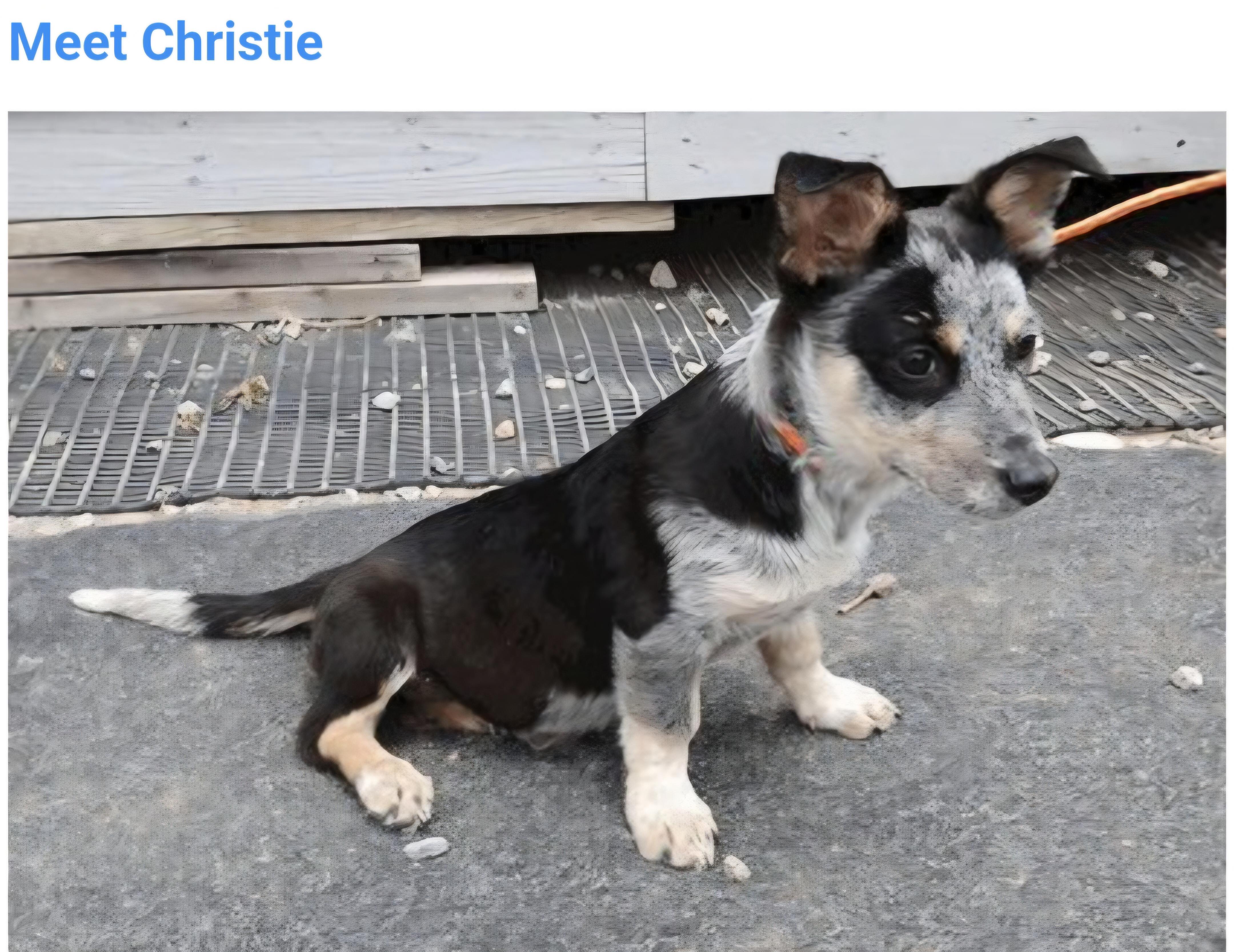Christie, adopted, Puppy Female Basset Hound & Australian Cattle Dog / Blue Heeler.