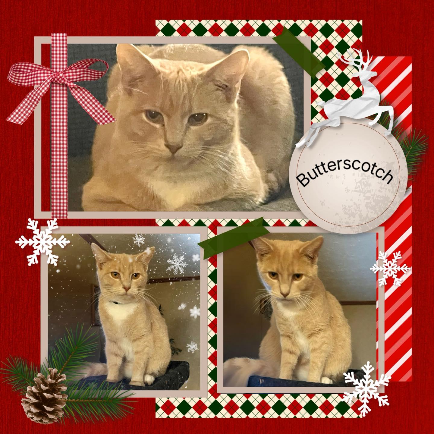 Butterscotch, ADOPTABLE, Adult Male Domestic Short Hair.