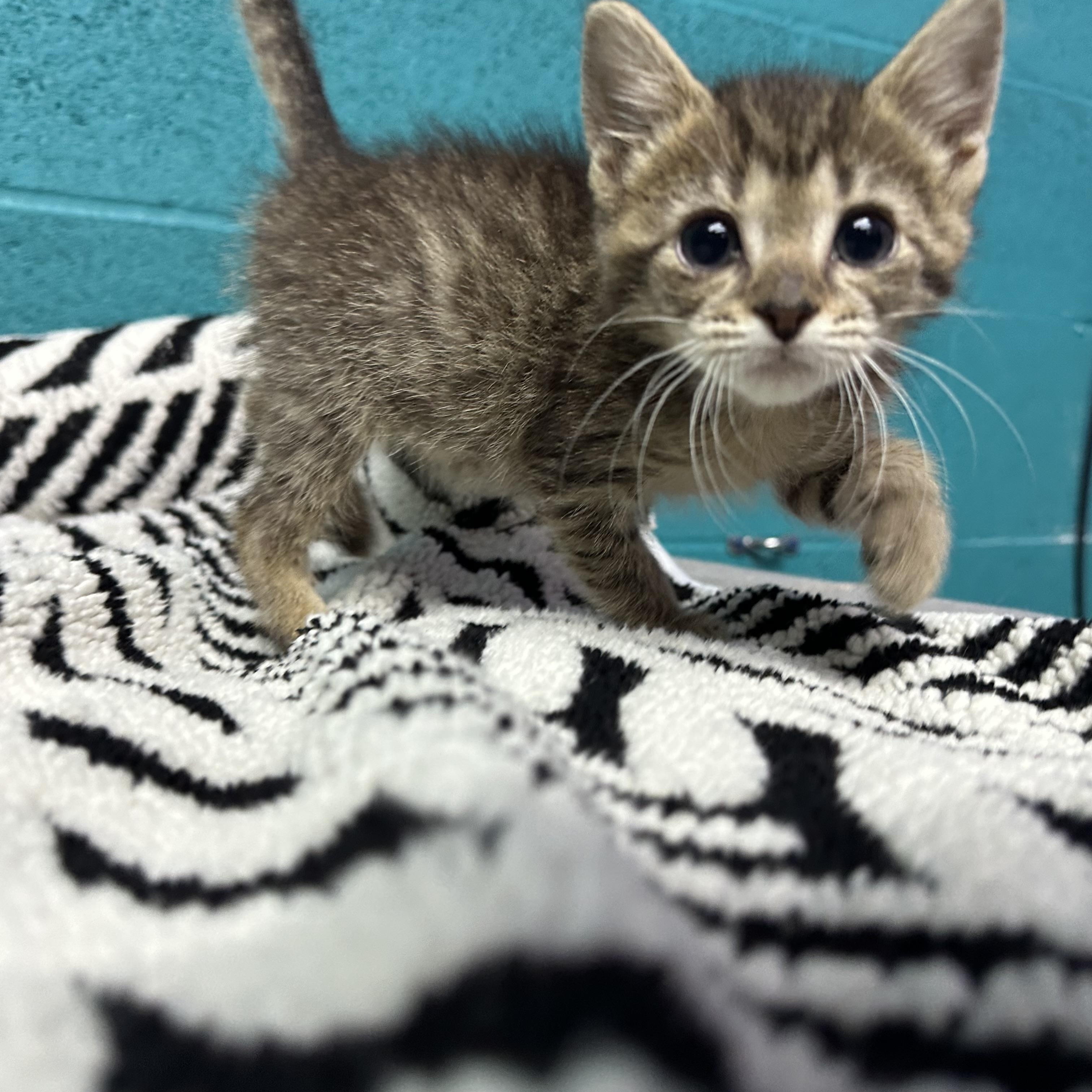 Tiger, Adoptable, Kitten Female Domestic Short Hair.