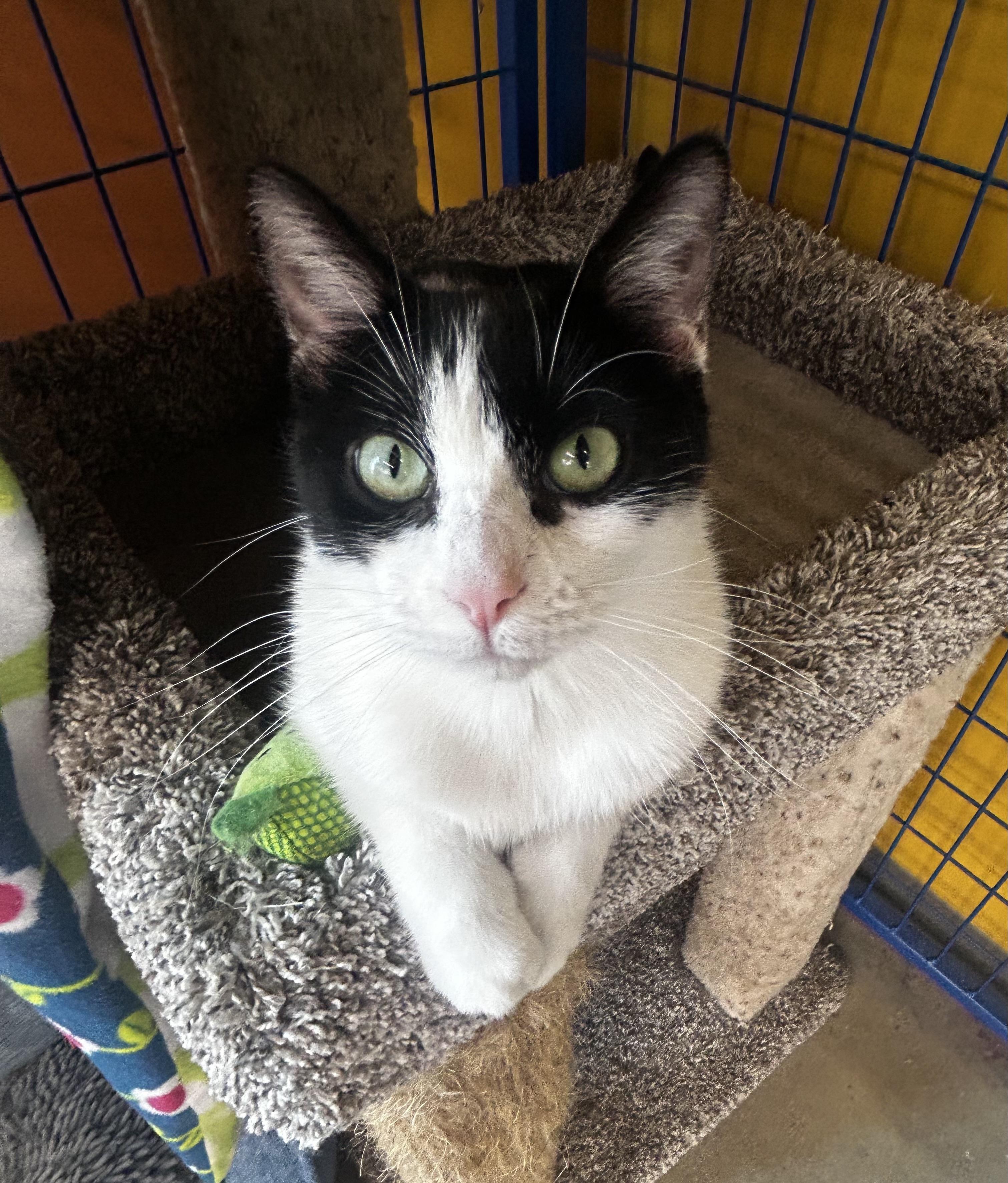 Mama Mia  Chow thumbnail 5