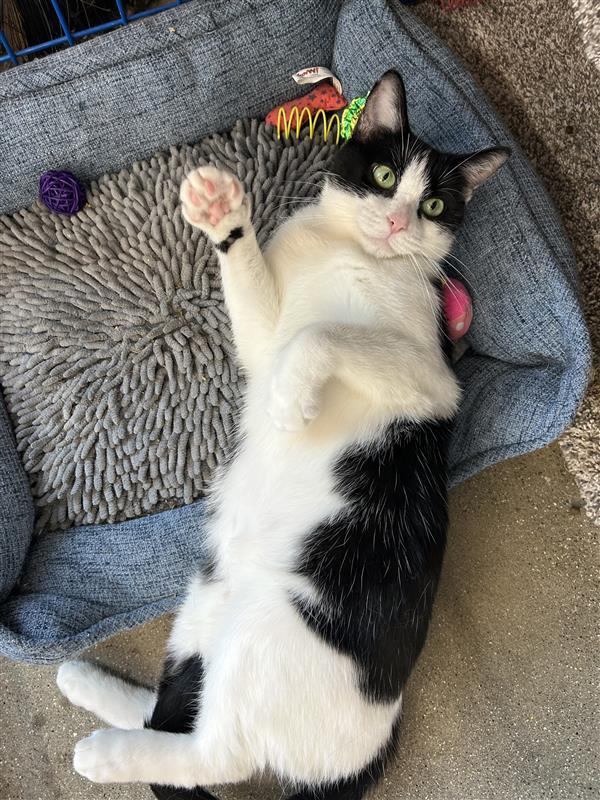 Mama Mia  Chow thumbnail 3