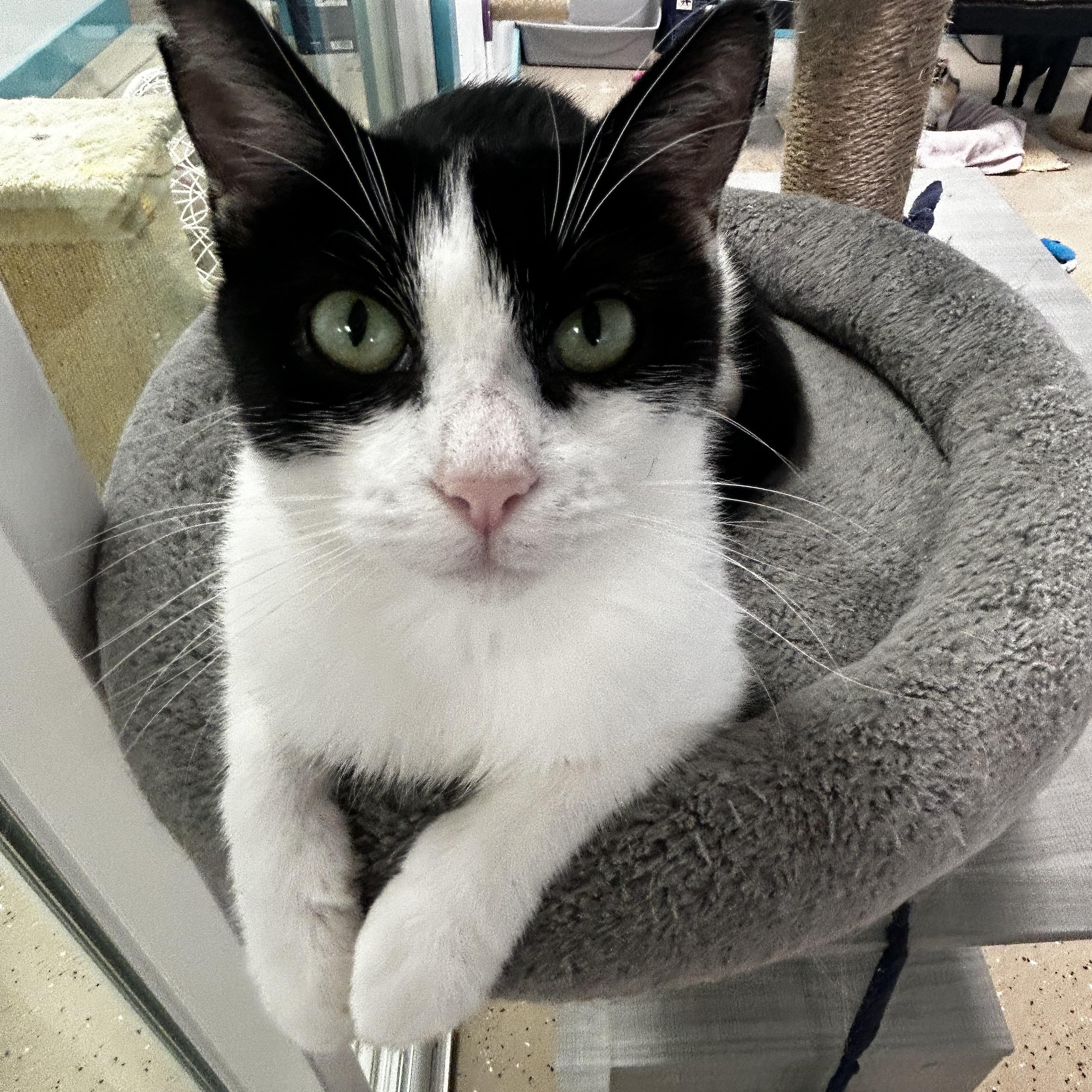 Mama Mia  Chow thumbnail 6