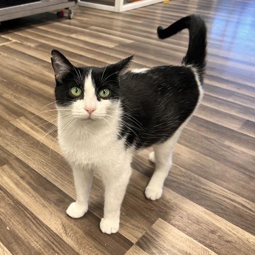 Mama Mia  Chow thumbnail 2