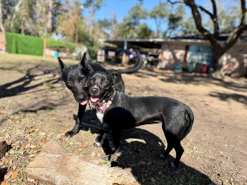 Dolly Calm Heart — thumbnail 3