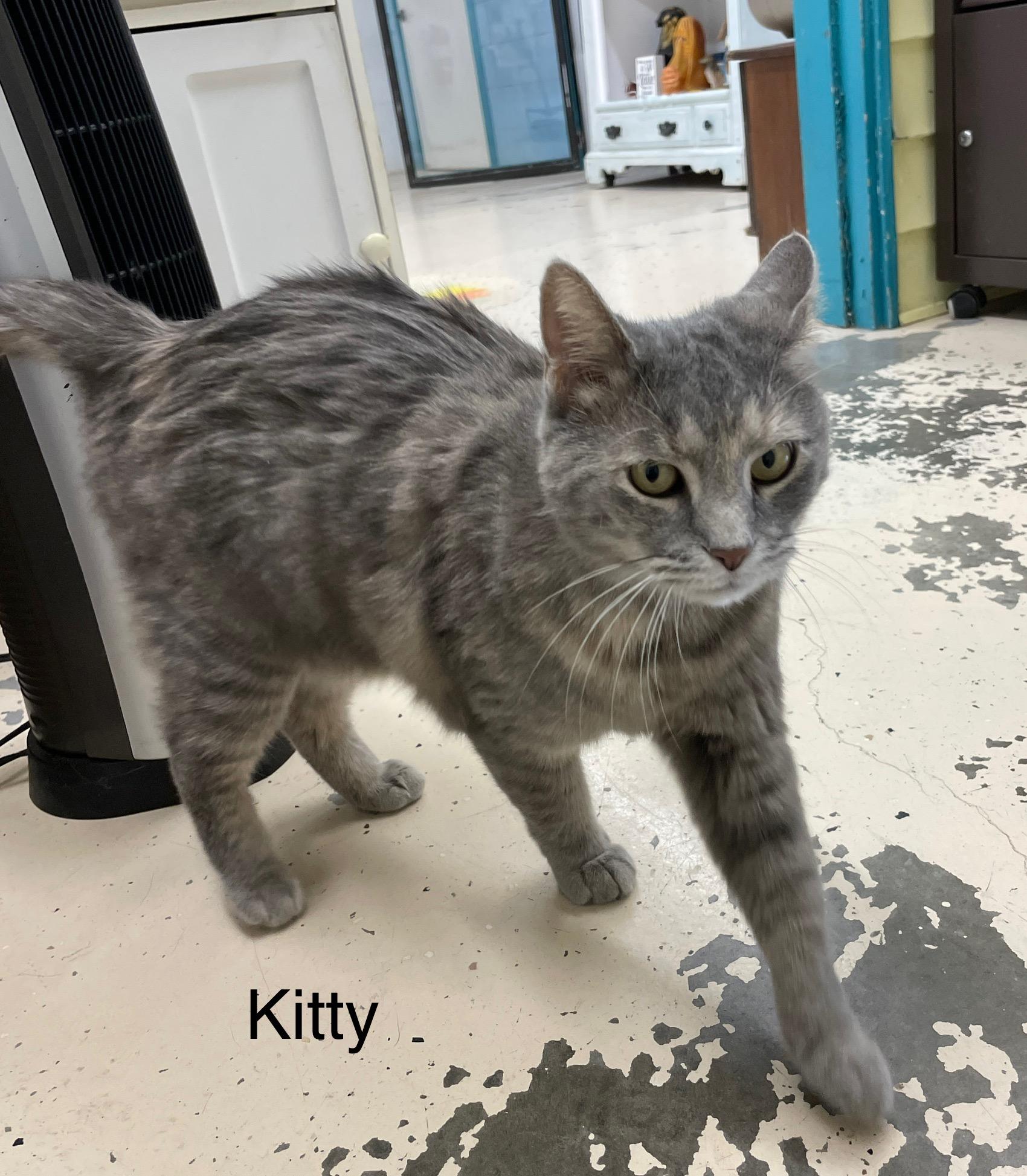 Enlarge Lisa Marie (AKA "Kitty"), a Adoptable mixed breed in Crossville, TN image 1/1