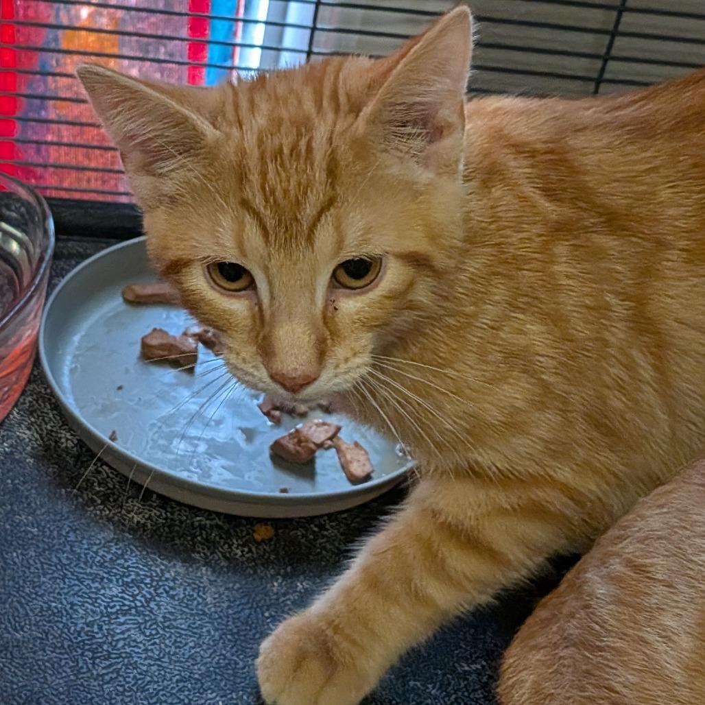 Sunny, Adoptable, Kitten Male Domestic Short Hair.