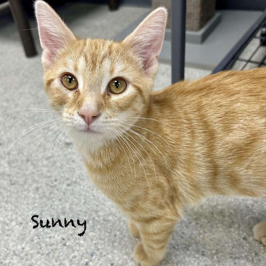Enlarge Sunny, a Adoptable Domestic Short Hair in Hannibal, MO image 2/2