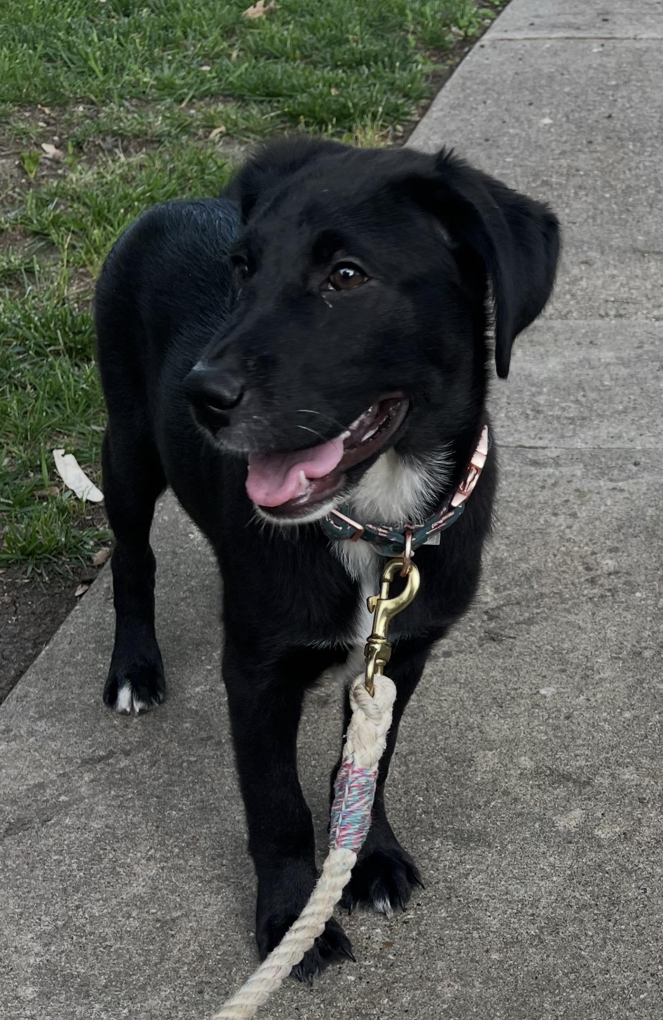 Enlarge Coty, a Adoptable mixed breed in Forney, TX image 1/1