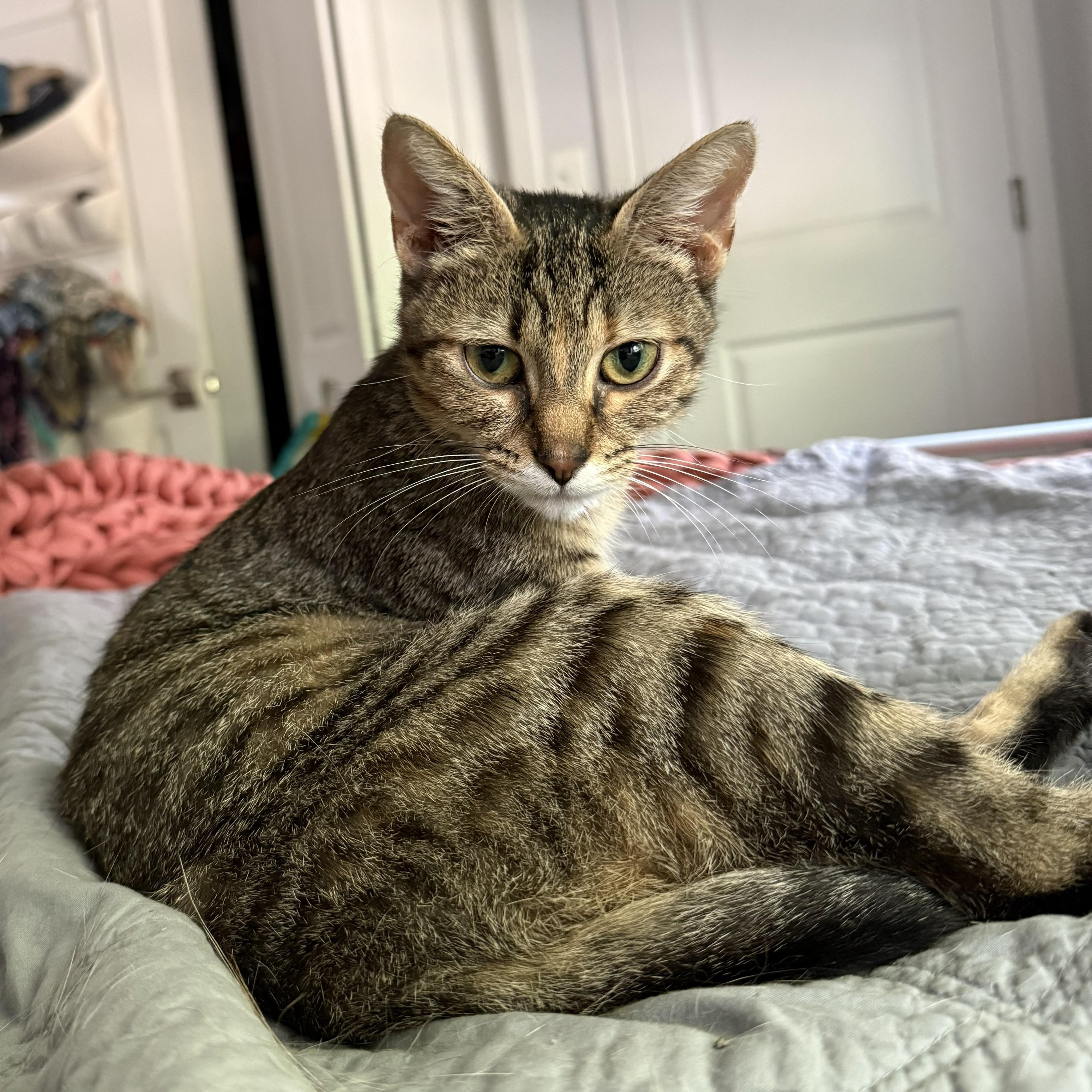 Enlarge Frankie, a Adoptable mixed breed in Hyattsville, MD image 2/4