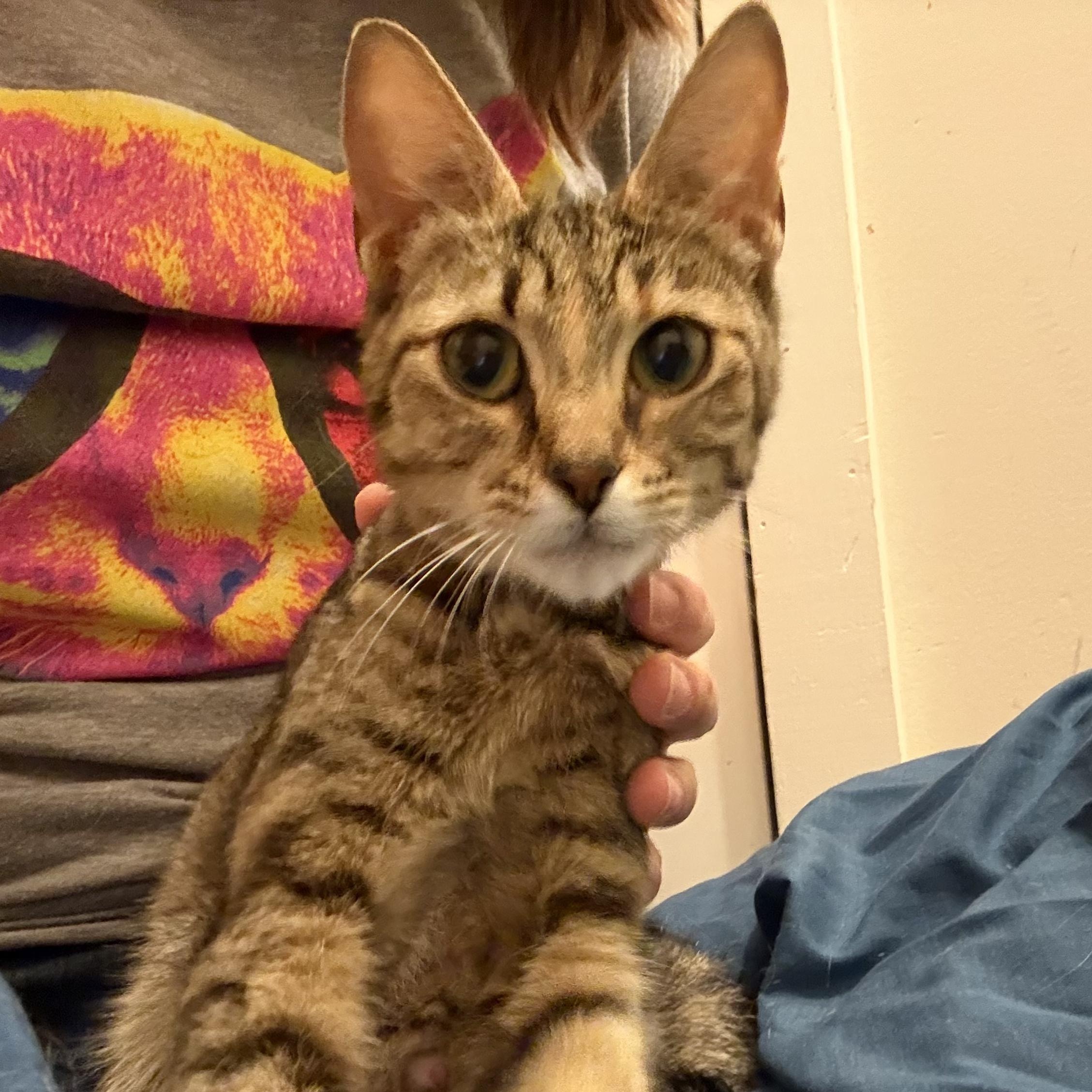 Enlarge Frankie, a Adoptable mixed breed in Hyattsville, MD image 1/4