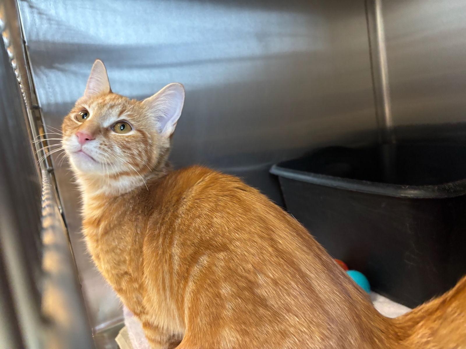 Marmalade, Adopted, Young Female Domestic Medium Hair.