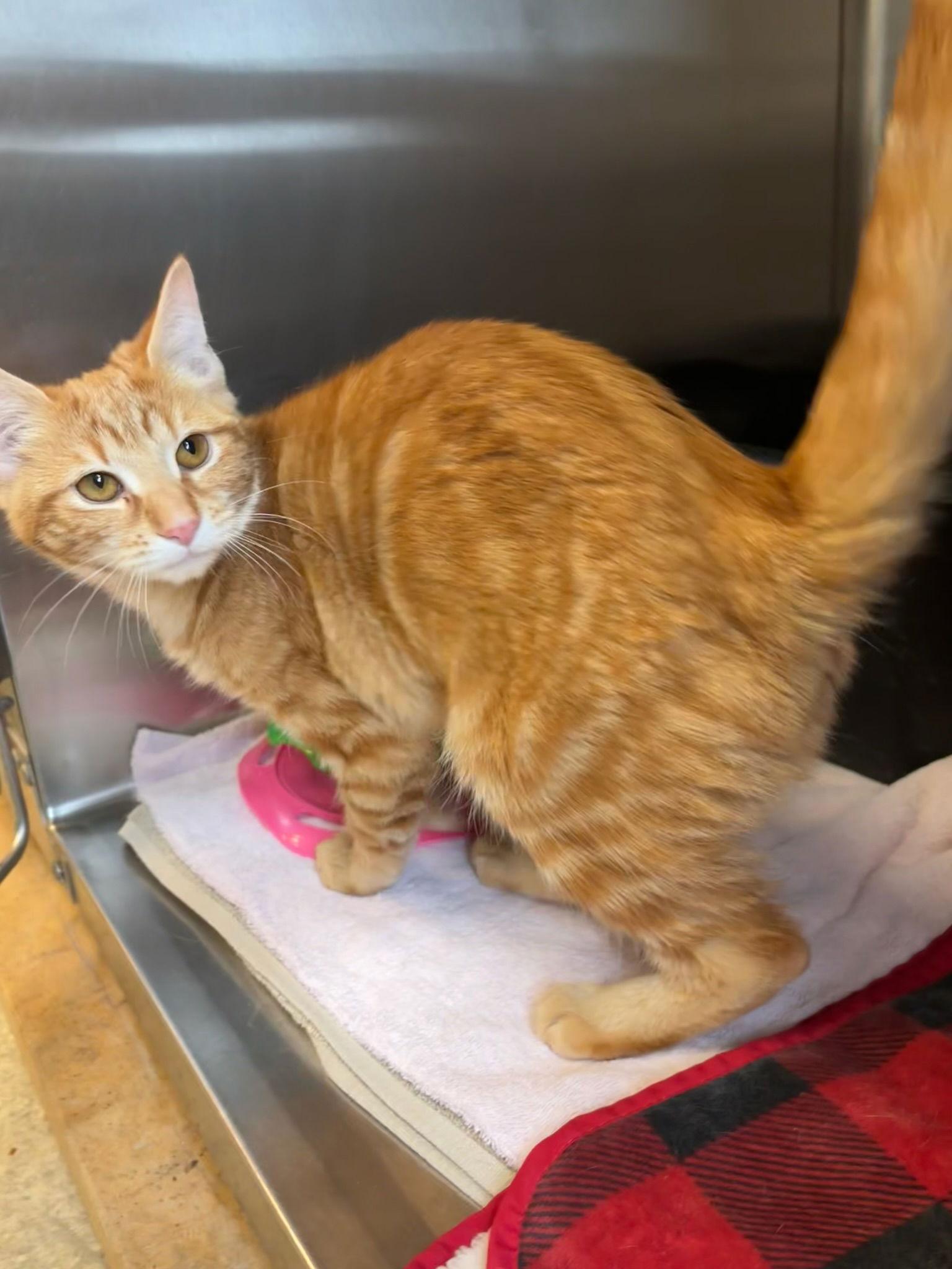 Enlarge Marmalade, a Adopted Domestic Medium Hair in Hopewell, VA image 2/3