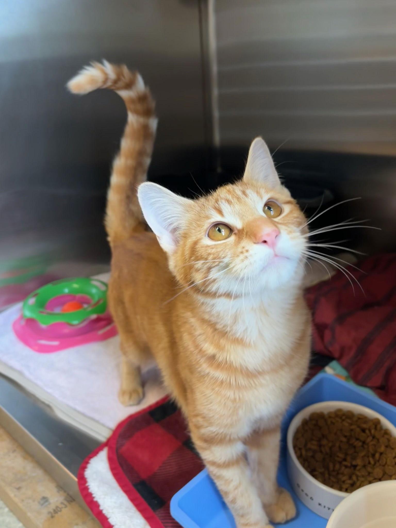 Enlarge Marmalade, a Adopted Domestic Medium Hair in Hopewell, VA image 3/3